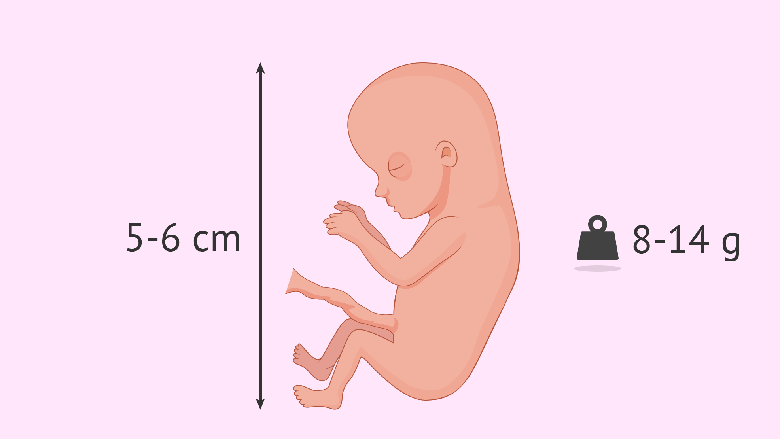 Java e 12-të e shtatzënisë: Fundi i tremujorit të parë po afron, është koha për të përgatitur gardërobën tuaj të lehonisë