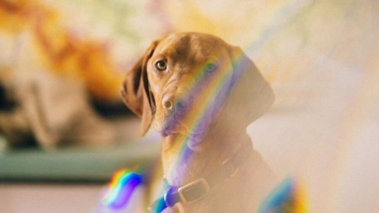 Çfarë ngjyrash shohin qentë, sipas ekspertëve