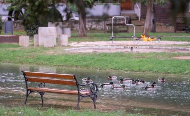 Në parqet e përmbytura kroate, në vend të shëtitësve, rosat po relaksohen