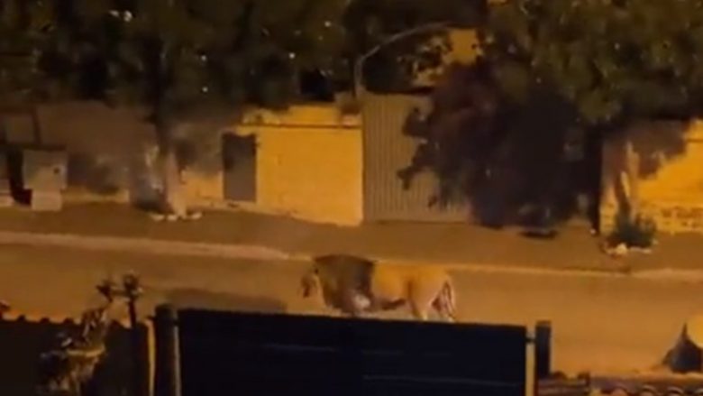 Banorët e qytetit italian, këshillohen të qëndrojnë nëpër shtëpi për shkak të luanit që ka ikur nga cirku