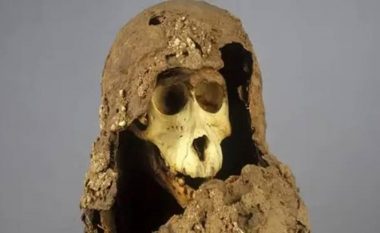Zbulohet misteri i babuinëve të mumifikuar nga Egjipti i lashtë