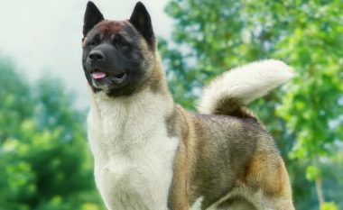 Akita është nga racat më të njohura të qenve, por nuk preferohet për pronarët fillestarë