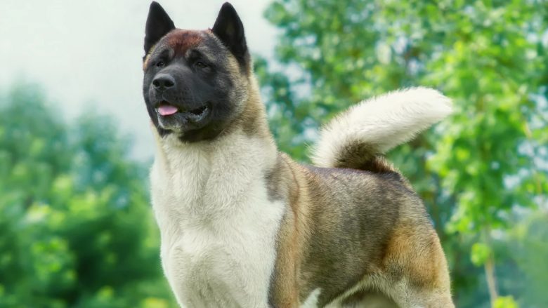 Akita është nga racat më të njohura të qenve, por nuk preferohet për pronarët fillestarë