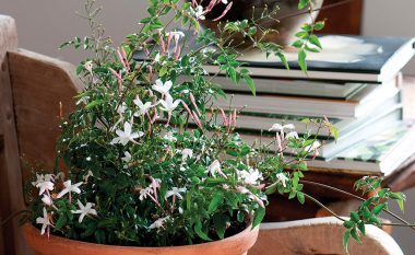 Mbani lule jaseminin në dhomë: E largon ankthin, depresionin dhe sulmet e panikut