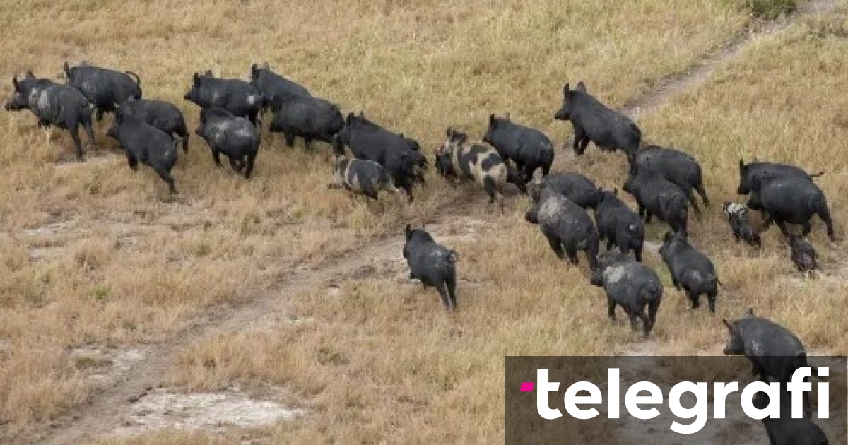 “Superderrat” e egër janë jashtë kontrollit dhe po kërcënojnë të pushtojnë SHBA-në