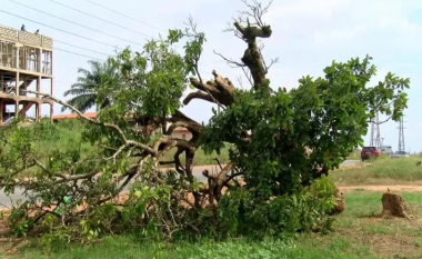 Besohej se kishte fuqi shëruese andaj ishte kursyer gjatë ndërtimit të autostradës – zemërim në Ganë pas prerjes së një peme 300-vjeçare