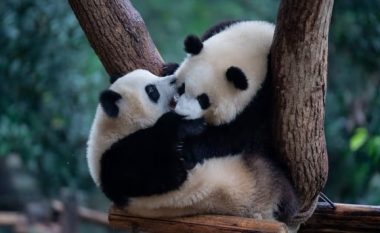 Xi Jinping tha se Kina do të dërgojë panda në SHBA si “të dërguar të miqësisë”