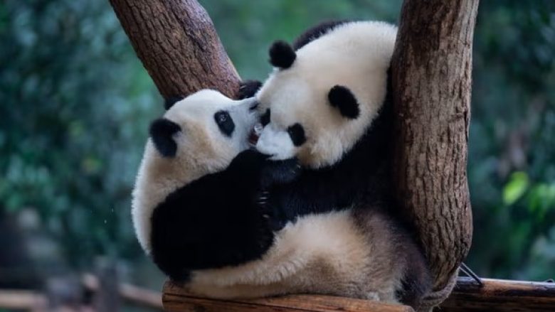 Xi Jinping tha se Kina do të dërgojë panda në SHBA si “të dërguar të miqësisë”