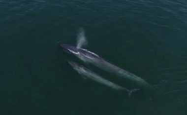 Studiuesit: Balenat blu kthehen në parajsën “e sigurt” tropikale