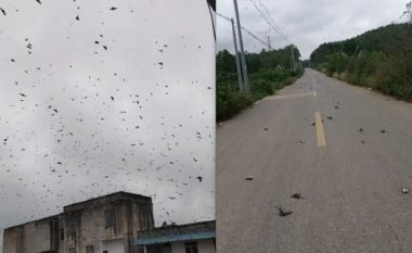 Skena apokaliptike në Kinë, qindra zogj të ngordhur bien nga qielli