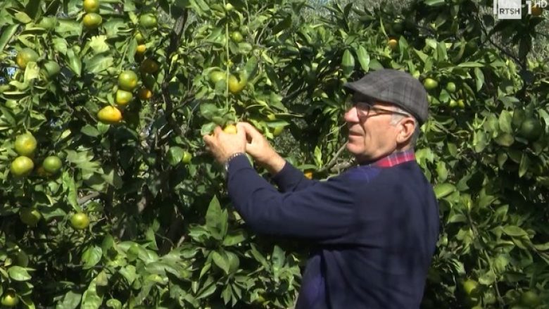 Fermeri shqiptar eksperimenton me mandarinën: E kam mbjellë edhe në Tropojë, e duron temperaturën e ulët