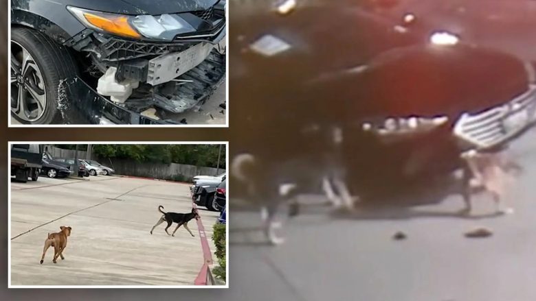 Qentë shkaktojnë dëme deri në 300 mijë euro në një dyqan veturash në Teksas