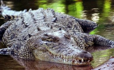 Fermeri australian kafshon krokodilin