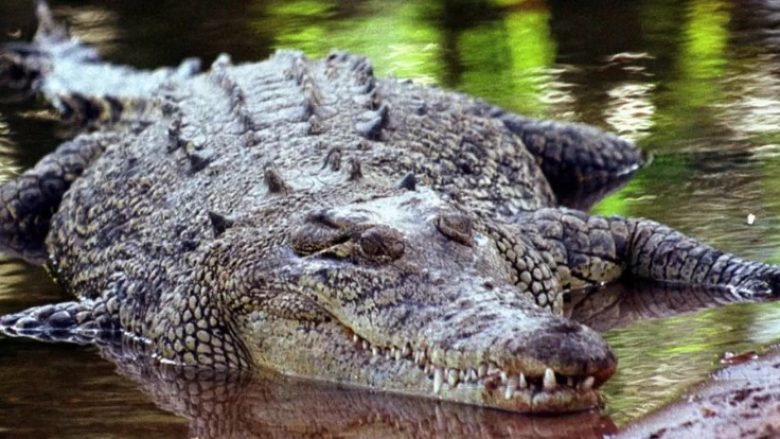 Fermeri australian kafshon krokodilin
