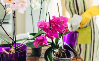 Si të shpëtoni orkidetë nga kërpudhat me dy përbërës?