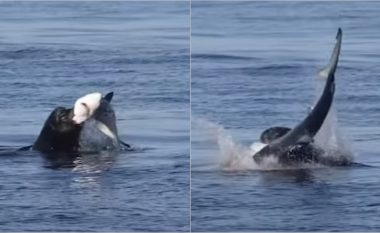Luani i detit “ia shqeu fytin” peshkaqenit – pushuesit në një plazh në Kaliforni mbetën “të tronditur me atë që panë”