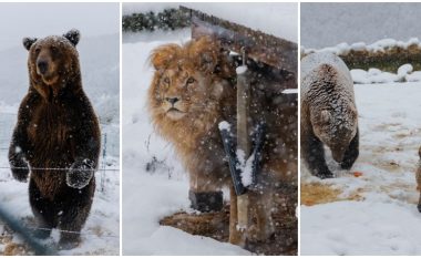 Reuters shkruan për Pyllin e arinjve në Prishtinë