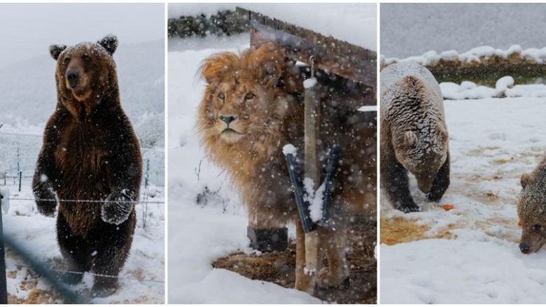 Reuters shkruan për Pyllin e arinjve në Prishtinë