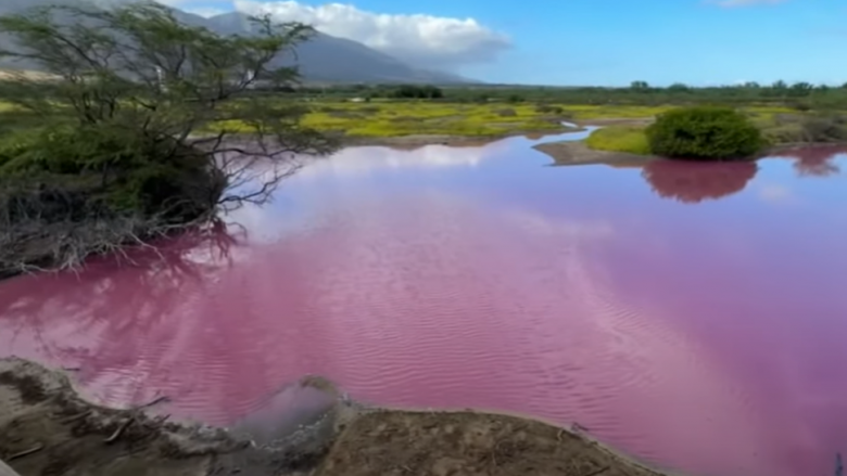 Një thatësirë ekstreme ka bërë që një liqen në Hawaii të marrë papritur një ngjyrë rozë të ndezur
