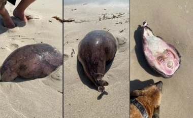 Një krijesë misterioze është gjetur në një plazh në Australi