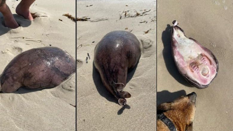 Një krijesë misterioze është gjetur në një plazh në Australi