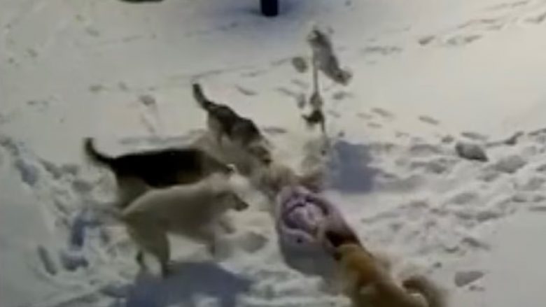 Deshi të luaj me ta, qentë endacakë sulmojnë brutalisht rusen 9-vjeçe – e kafshojnë në pjesë të ndryshme të trupit