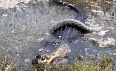 Pitoni tre metra iu vërsul aligatorit, e pësoi keq – përfundoi në nofullat e tij