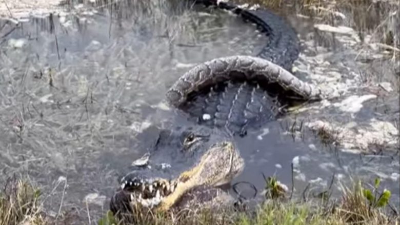 Pitoni tre metra iu vërsul aligatorit, e pësoi keq – përfundoi në nofullat e tij