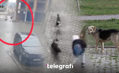 Sulmet e qenve endacakë krijojnë panik në Pejë - lëndohen dy persona, prej tyre një i mitur