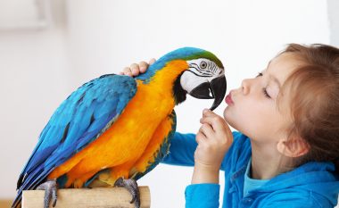 Si të kujdeseni për papagallin