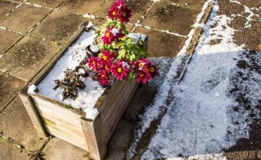 Mbroni bimët gjatë dimrit: Gjithçka që ju nevojitet për t’i bërë ato të lulëzojnë si në pranverë është një përbërës