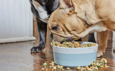 Ushqimi i njeriut që mund të hajë edhe një qen: Kur ia jepni këtë, nuk keni pse të shqetësoheni