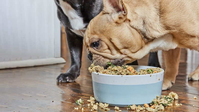 Ushqimi i njeriut që mund të hajë edhe një qen: Kur ia jepni këtë, nuk keni pse të shqetësoheni