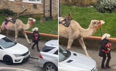Skena e çmendur në Londër: Një grua ecte me deve në rrugët e kryeqytetit britanik