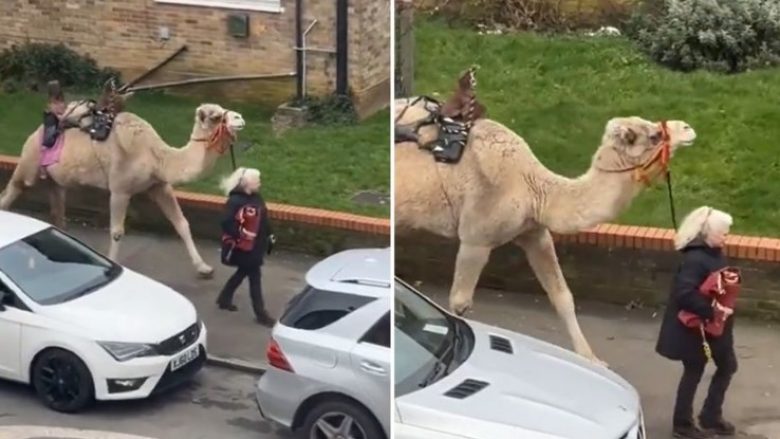Skena e çmendur në Londër: Një grua ecte me deve në rrugët e kryeqytetit britanik