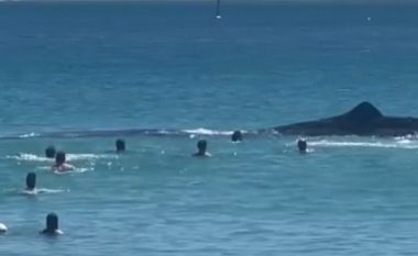 Këta notarë australianë vlerësohet se iu afruan “rrezikshëm” balenës