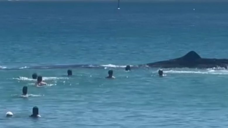 Këta notarë australianë vlerësohet se iu afruan “rrezikshëm” balenës