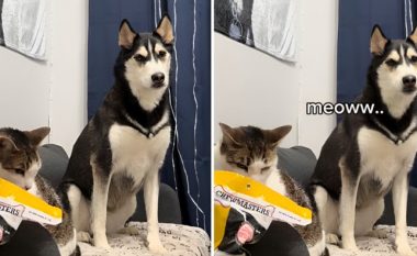 Një grua ka filmuar qenin e saj duke imituar një mace
