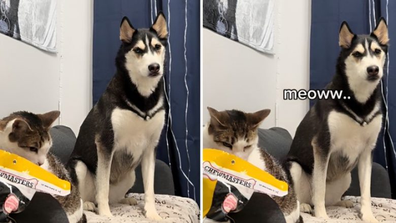 Një grua ka filmuar qenin e saj duke imituar një mace