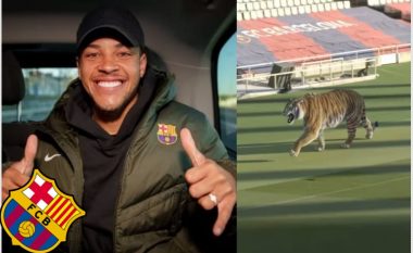 Një tigër në fushën e stadiumit të Barcelonës – si e paralajmëruan ardhjen e ‘Tigrinho’ gjiganti katalanas