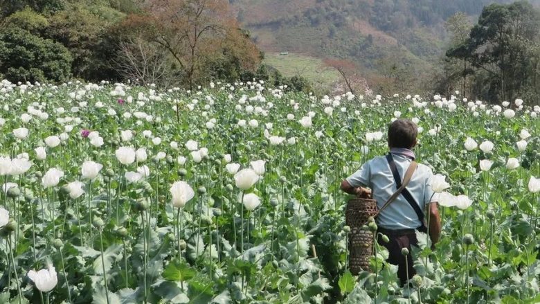 Afganistani nuk është më prodhuesi më i madh i opiumit në botë