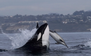 Një video e rrallë shfaq balenën vrasëse duke i mësuar foshnjës së saj të gjuajë
