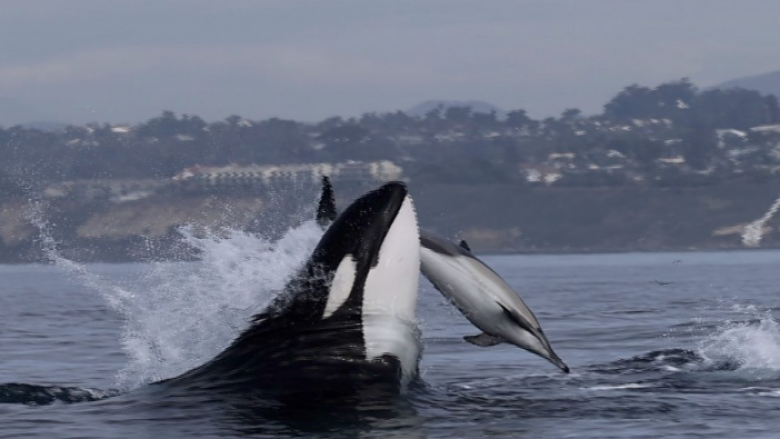 Një video e rrallë shfaq balenën vrasëse duke i mësuar foshnjës së saj të gjuajë