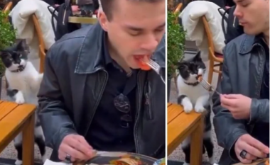 Macja e parezistueshme kërkon ushqim në rrugët e Stambollit