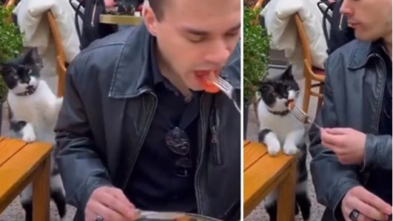 Macja e parezistueshme kërkon ushqim në rrugët e Stambollit
