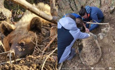 Shpëtohet ariu i murrmë i rënë në grackë në Pogradec