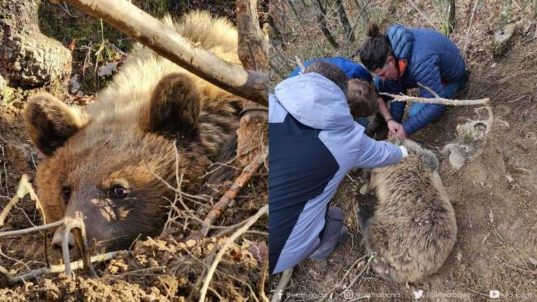 Shpëtohet ariu i murrmë i rënë në grackë në Pogradec