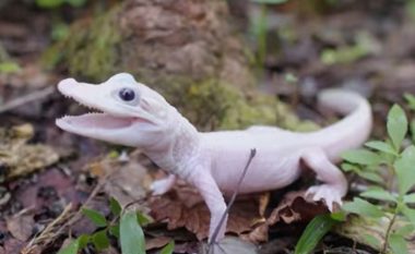 Janë vetëm shtatë të tillë në botë, ka lindur aligatori i bardhë jashtëzakonisht i rrallë