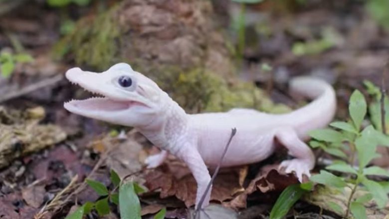 Janë vetëm shtatë të tillë në botë, ka lindur aligatori i bardhë jashtëzakonisht i rrallë