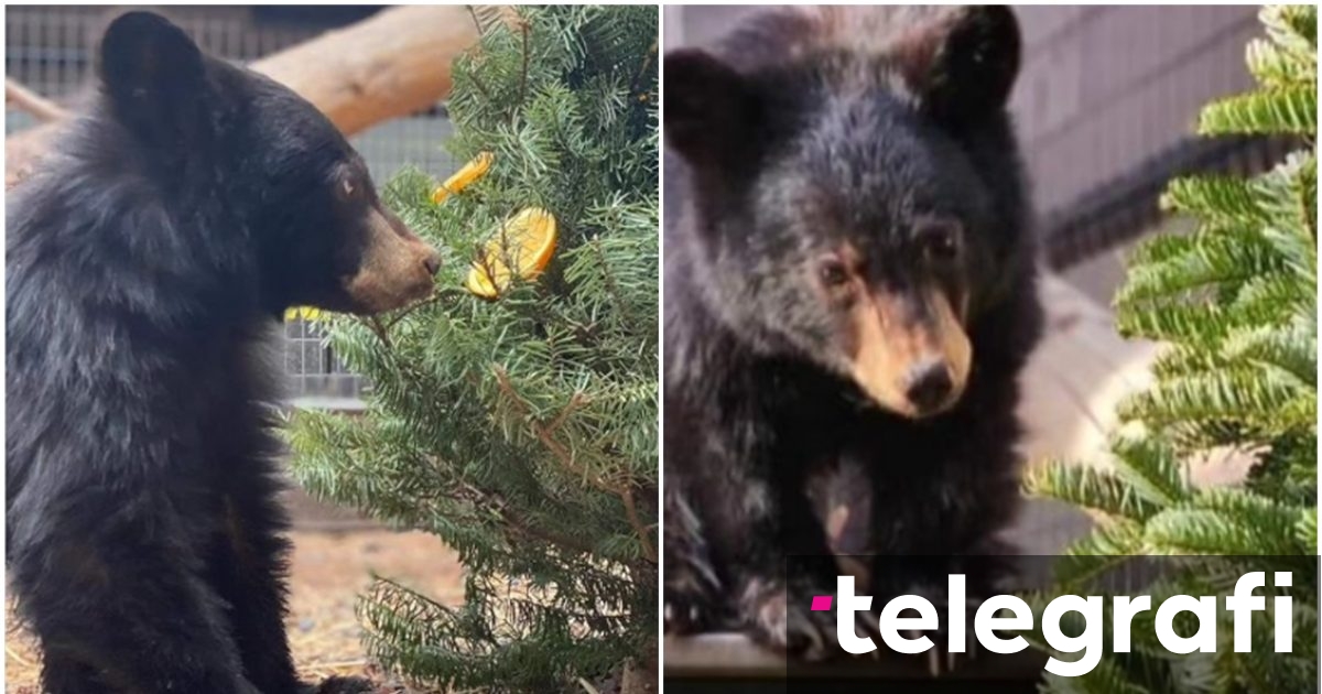 Ekspertët janë “të shtangur” me peshën e këtij ariu në SHBA